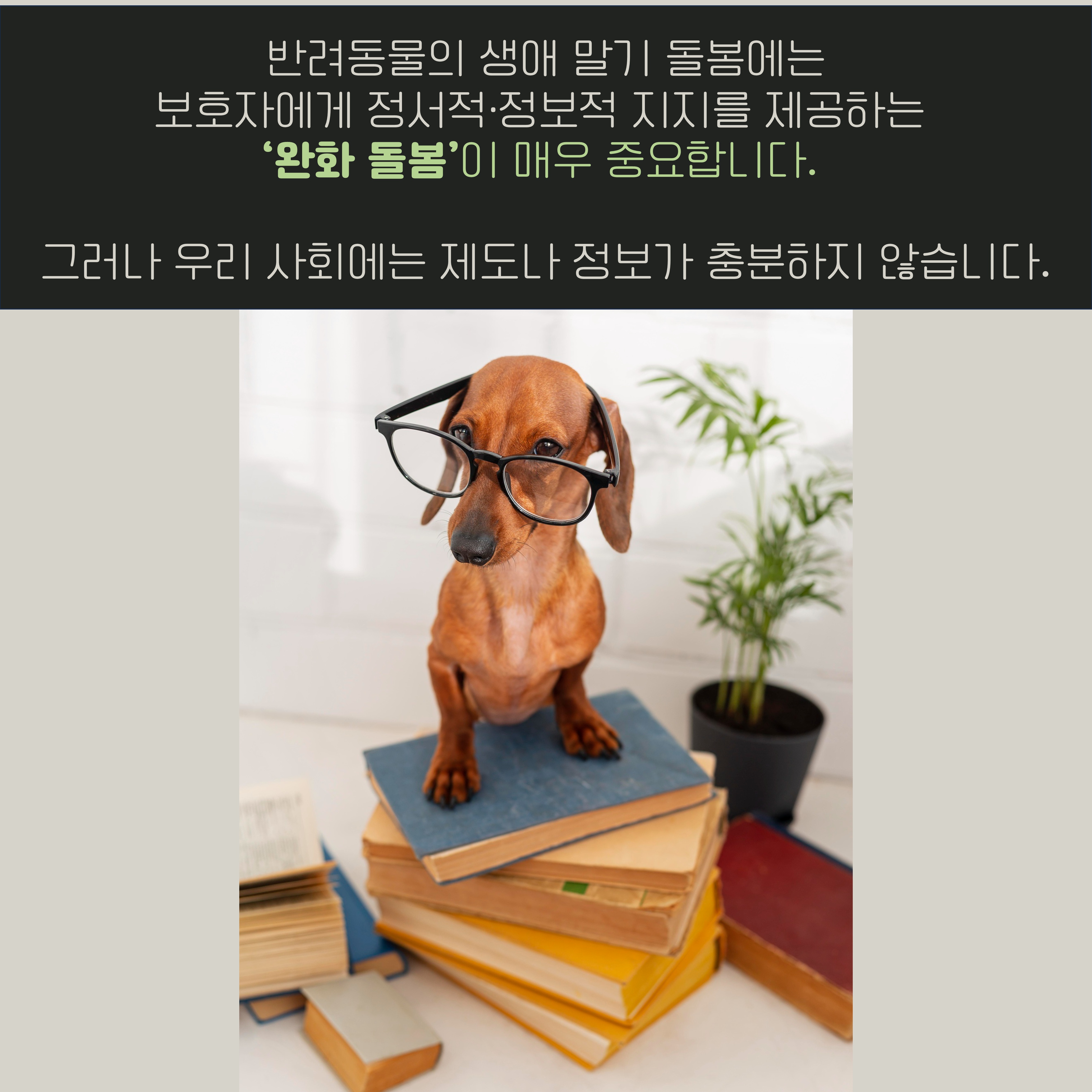 반려동물의 생애 말기 돌봄에는 보호자에게 정서적·정보적 지지를 제공하는 '완화 돌봄'이 매우 중요합니다. 그러나 우리 사회에는 제도나 정보가 충분하지 않습니다.